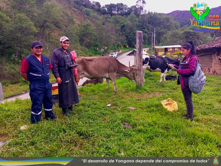 MEJORAMIENTO GENETICO DE GANADO BOVINO EN LA PARROQUIA YANGANA